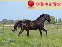 甘肃马做动物亲子鉴定