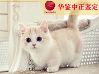 甘肃猫做动物亲子鉴定