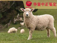 甘肃羊做动物亲子鉴定